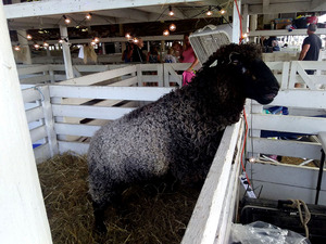 The New York State Fair featured many farm animals.